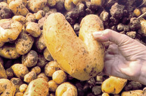Small_gl_main_av___patate-coeur